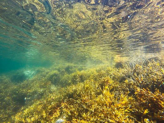 The Role of Sea Kelp in Ocean Health and How We Can Protect It