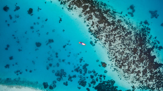 Coral Reefs at Risk: How Pollution Affects These Vital Ecosystems